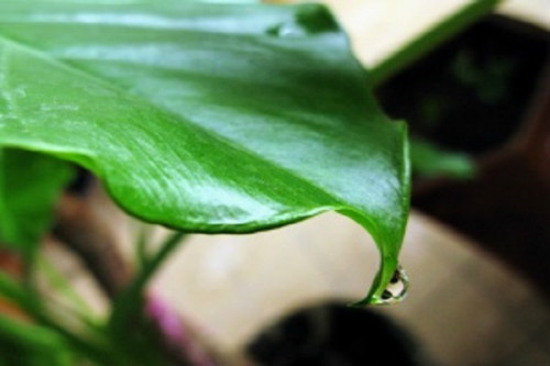 滴水观音有毒吗 滴水观音中毒怎么办解救方法看这里