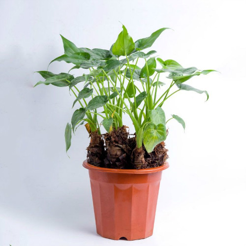 滴水观音有毒吗 滴水观音中毒怎么办解救方法看这里