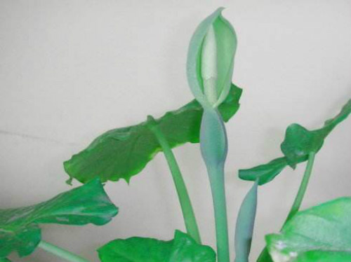 ��ˮ����Ҷ�ӷ����´���ô���� ���������Խ����ˮ����Ҷ������