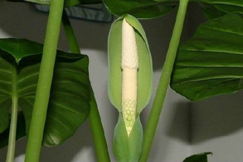 ��ˮ����Ҷ�ӷ����´���ô���� ���������Խ����ˮ����Ҷ������