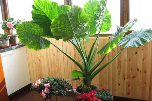 ��ˮ����Ҷ�ӷ����´���ô���� ���������Խ����ˮ����Ҷ������