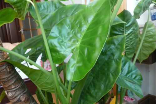 ��ˮ����Ҷ�ӷ����´���ô���� ���������Խ����ˮ����Ҷ������