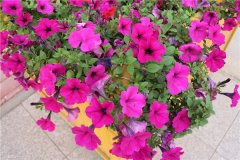 牵牛花和矮牵牛的区别 这样区分就不会再傻傻分不清啦