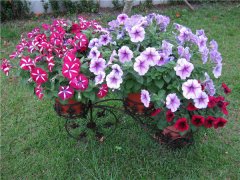 矮牵牛冬天可以开花吗 冬季这样养护矮牵牛绝对错不了哦