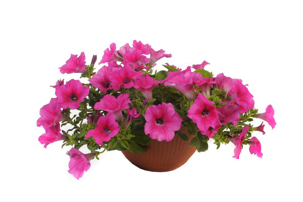 矮牵牛常见病虫害有哪些 矮牵牛的病虫害原因及解决办法