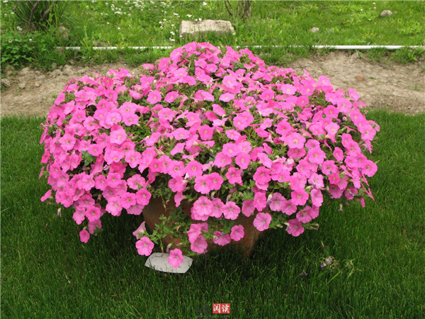 矮牵牛常见病虫害有哪些 矮牵牛的病虫害原因及解决办法