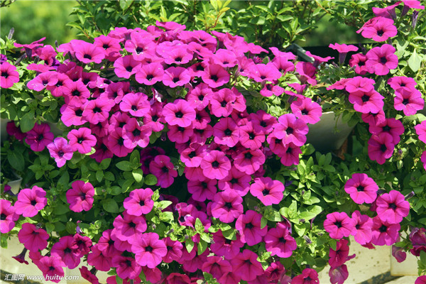 矮牵牛常见病虫害有哪些 矮牵牛的病虫害原因及解决办法