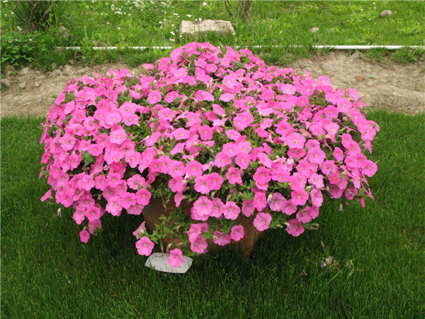 ��ǣţҶ�ӷ�����ô�� ������������Щԭ���µ���