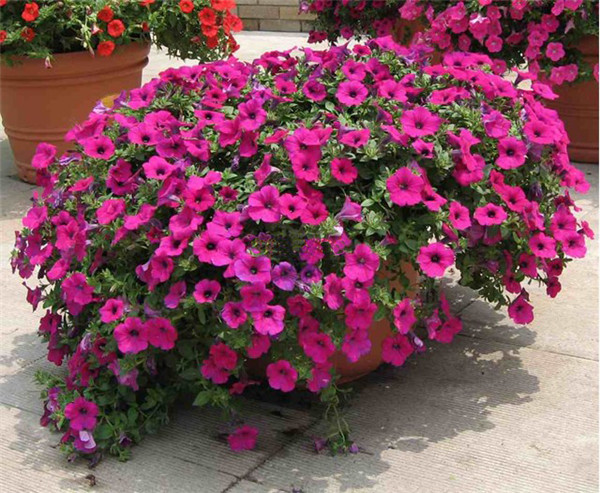 ��ǣţҶ�ӷ�����ô�� ������������Щԭ���µ���