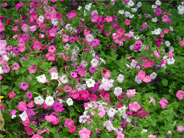 ��ǣţҶ�ӷ�����ô�� ������������Щԭ���µ���