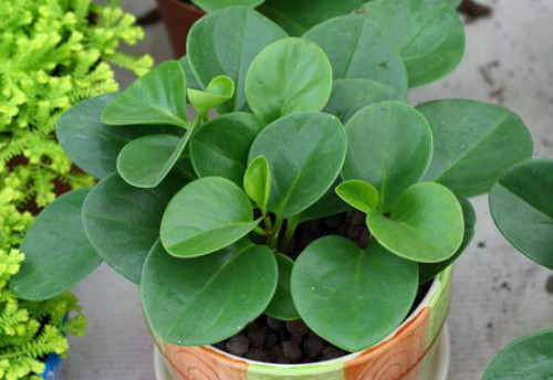 豆瓣绿什么时候开花 豆瓣绿开花后怎么处理你知道吗