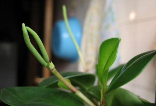 豆瓣绿什么时候开花 豆瓣绿开花后怎么处理你知道吗