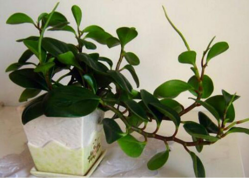 豆瓣绿什么时候开花 豆瓣绿开花后怎么处理你知道吗