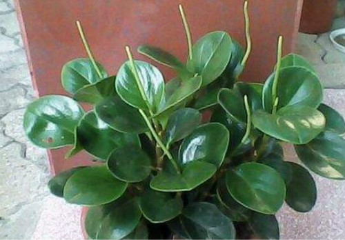 豆瓣绿什么时候开花 豆瓣绿开花后怎么处理你知道吗