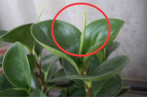 豆瓣绿什么时候开花 豆瓣绿开花后怎么处理你知道吗