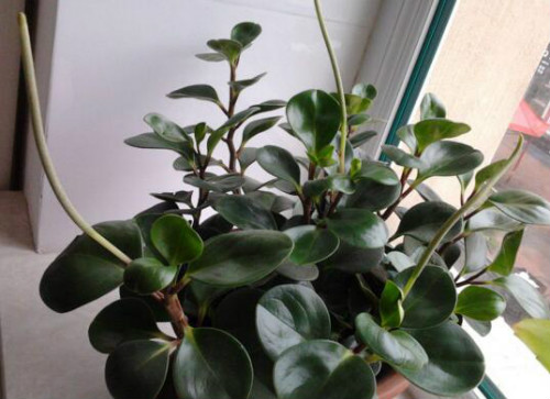 豆瓣绿怎么浇水 豆瓣绿水肥管理技巧看这里