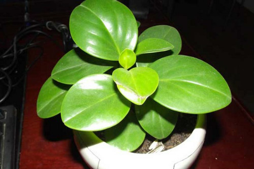 豆瓣绿怎么浇水 豆瓣绿水肥管理技巧看这里