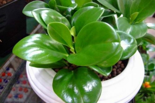 豆瓣绿怎么浇水 豆瓣绿水肥管理技巧看这里