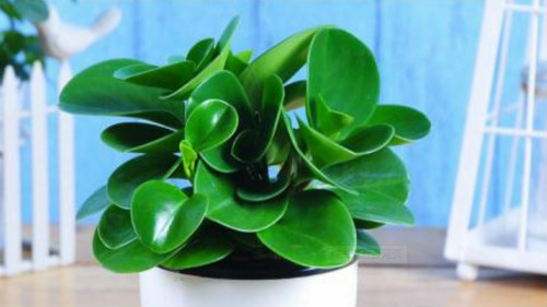 豆瓣绿怎么浇水 豆瓣绿水肥管理技巧看这里