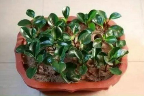 豆瓣绿怎么浇水 豆瓣绿水肥管理技巧看这里