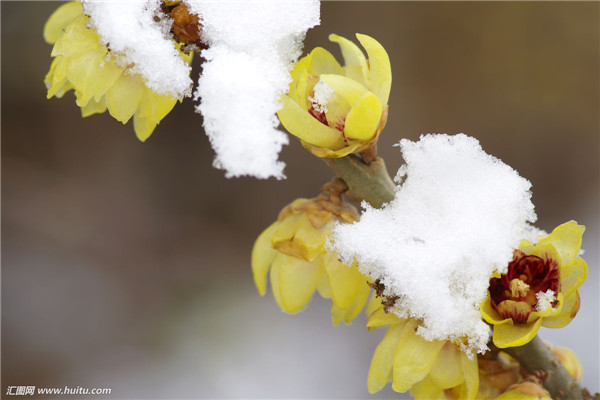腊梅花谢后怎么养护 这三招养护方法你一定不能错过