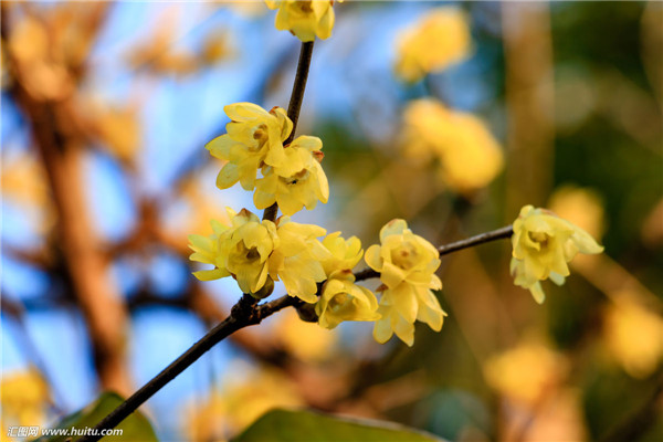 腊梅花谢后怎么养护 这三招养护方法你一定不能错过