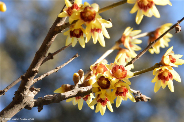 腊梅花如何浇水 腊梅四季养护浇水方法你必须了解