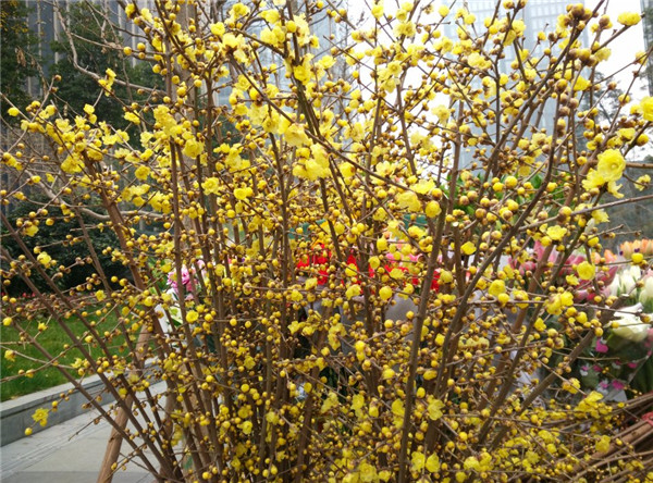 腊梅花如何浇水 腊梅四季养护浇水方法你必须了解