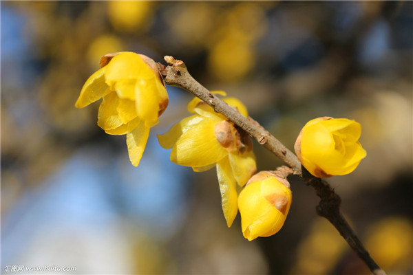 腊梅花如何浇水 腊梅四季养护浇水方法你必须了解