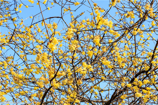 腊梅花如何浇水 腊梅四季养护浇水方法你必须了解