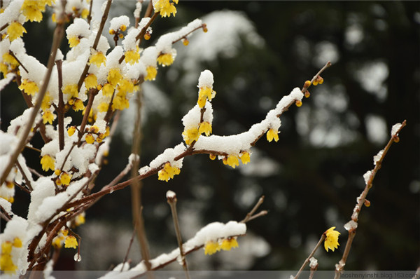 腊梅花如何浇水 腊梅四季养护浇水方法你必须了解