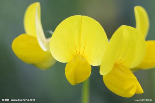 百脉根怎么播种方法介绍 这么给百脉根播种李学会了吗