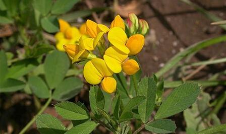 百脉根怎么播种方法介绍 这么给百脉根播种李学会了吗