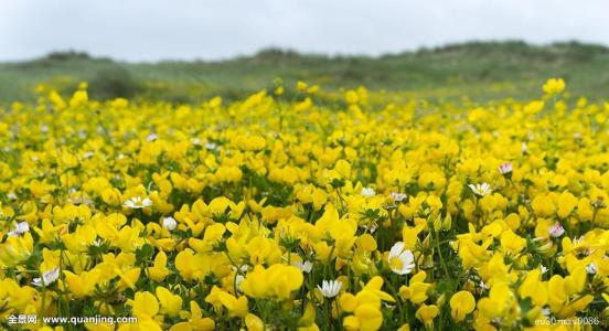 百脉根怎么播种方法介绍 这么给百脉根播种李学会了吗