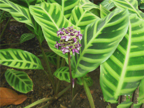 ���������Ҷ�ӷ�����ô��  ע����3�����������Զ��Ҷ������