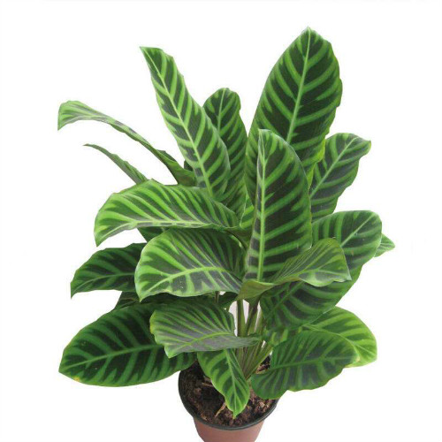 ���������Ҷ�ӷ�����ô��  ע����3�����������Զ��Ҷ������