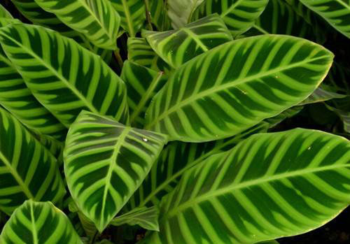 ���������Ҷ�ӷ�����ô��  ע����3�����������Զ��Ҷ������