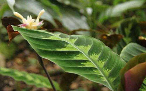 天鹅绒竹芋养在家好吗 家养天鹅绒竹芋的好处有这些