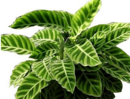天鹅绒竹芋养在家好吗 家养天鹅绒竹芋的好处有这些