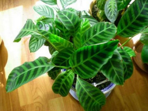 天鹅绒竹芋养在家好吗 家养天鹅绒竹芋的好处有这些