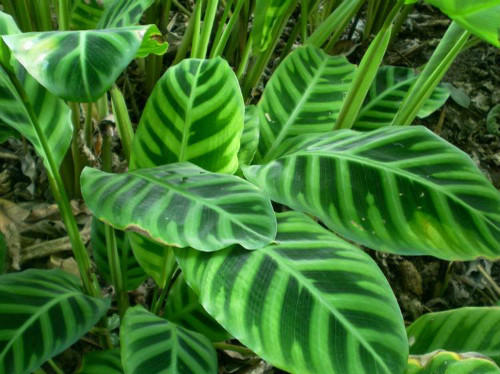 天鹅绒竹芋养在家好吗 家养天鹅绒竹芋的好处有这些