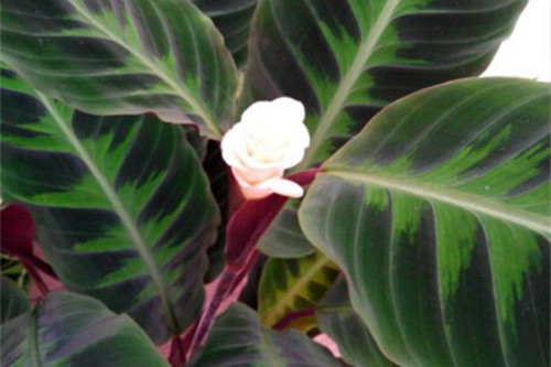 天鹅绒竹芋养在家好吗 家养天鹅绒竹芋的好处有这些