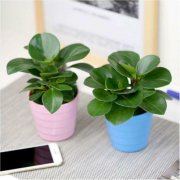 豆瓣绿怎么繁殖 豆瓣绿常见的繁殖方法有这三种哦