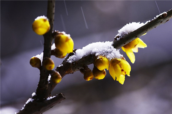 腊梅花叶子发焦怎么办 学会这四招就可以轻松解决啦