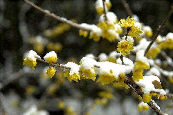 腊梅花叶子发焦怎么办 学会这四招就可以轻松解决啦