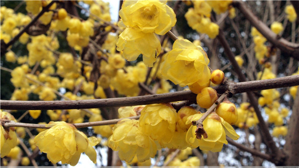 腊梅花叶子发焦怎么办 学会这四招就可以轻松解决啦