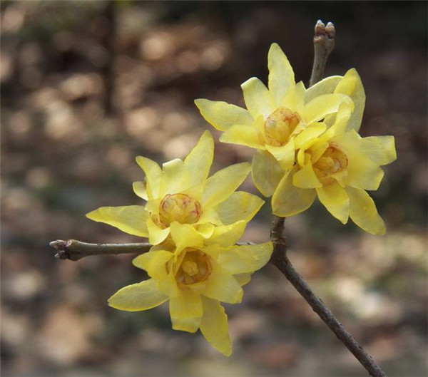 腊梅花叶子发焦怎么办 学会这四招就可以轻松解决啦