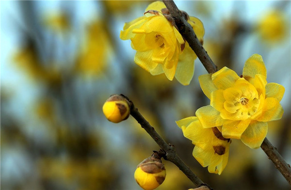 腊梅花叶子发焦怎么办 学会这四招就可以轻松解决啦