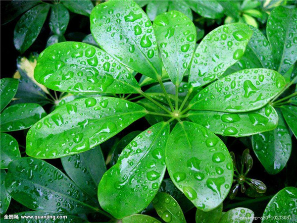 ����ľҶ�ӷ�����ô�� ����ľҶ�ӷ��Ƶ�ԭ�򼰽������