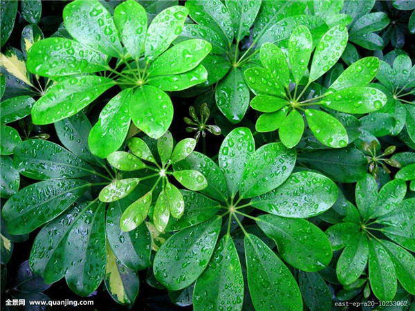 ����ľҶ�ӷ�����ô�� ����ľҶ�ӷ��Ƶ�ԭ�򼰽������